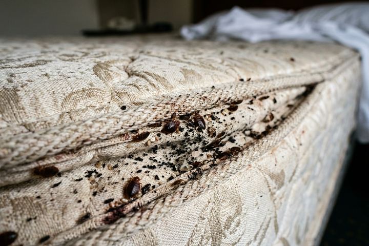 Detalle de la costura de un colchón con manchas fecales negras, mudas y varios ejemplares de chinche de cama