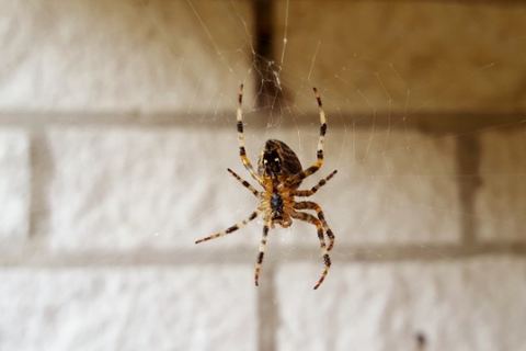 Araña de jardín en el centro de su tela, suspendida delante de una pared de bloque pintada de blanco