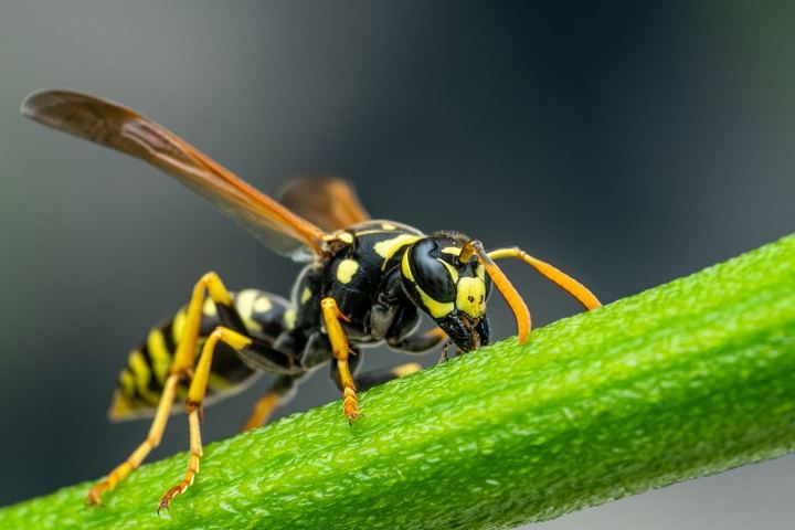 Avispa obrera de bandas amarillas y negras recorriendo un tallo verde con las alas plegadas sobre el abdomen en un tratamiento contra avispas