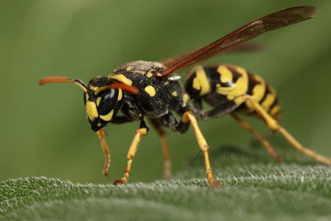 Avispa papelera del género Polistes posada sobre una hoja, con las patas colgantes y el dibujo amarillo de la cabeza bien marcado