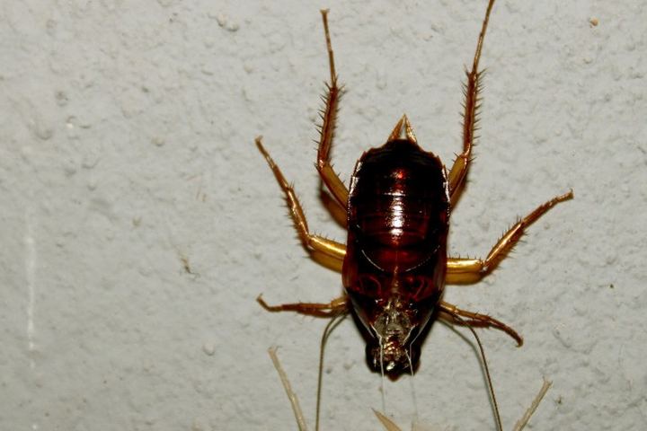Cucaracha adulta trepando por una pared blanca rugosa, fotografiada de noche con luz directa durante una revisión