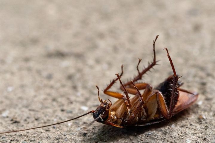 Ejemplar adulto de cucaracha americana boca arriba sobre el pavimento de un patio, con las patas espinosas y las antenas extendidas
