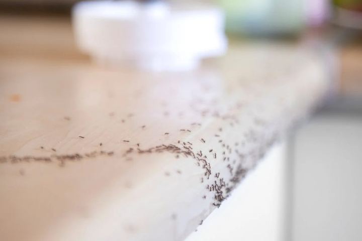 Fila densa de hormigas avanzando por el canto de una encimera clara de cocina hacia un recipiente de alimento