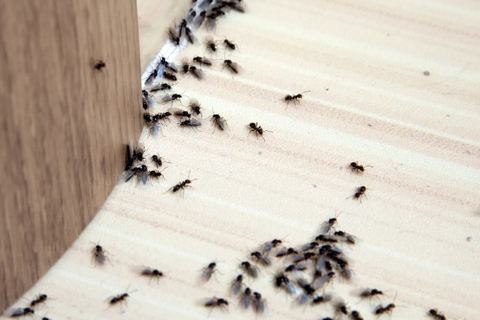 Decenas de hormigas obreras recorriendo en fila la junta entre un mueble de madera y la pared de una vivienda