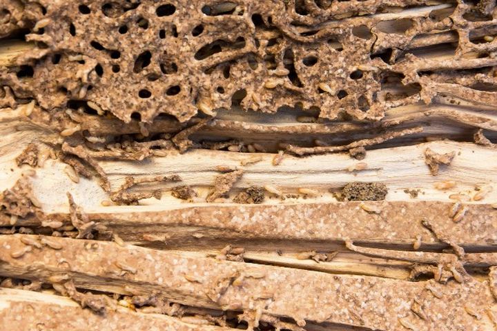 Interior de una pieza de madera abierta con las galerías excavadas siguiendo la veta y restos de tierra en las paredes