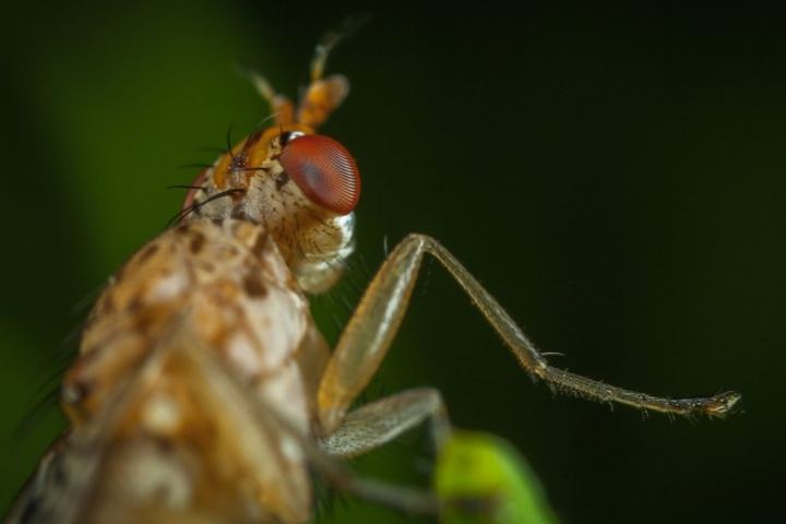 Macrofotografía lateral de una mosca adulta sobre un tallo, con el ojo compuesto rojizo y las cerdas del tórax visibles en un restaurante