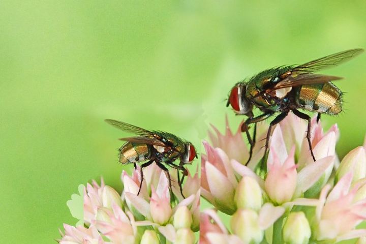 Dos moscas de cuerpo metálico verde posadas sobre una inflorescencia clara en el jardín de una vivienda en un tratamiento contra mosquitos