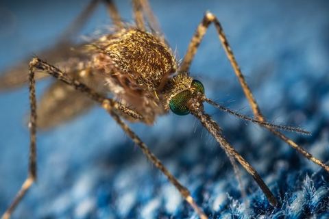 Macrofotografía de un mosquito adulto posado sobre un tejido azul, con la probóscide y las patas anilladas a la vista