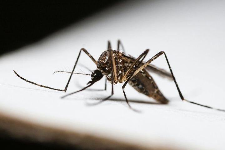Mosquito tigre posado sobre una superficie blanca, con el rayado blanco y negro de patas y tórax perfectamente definido