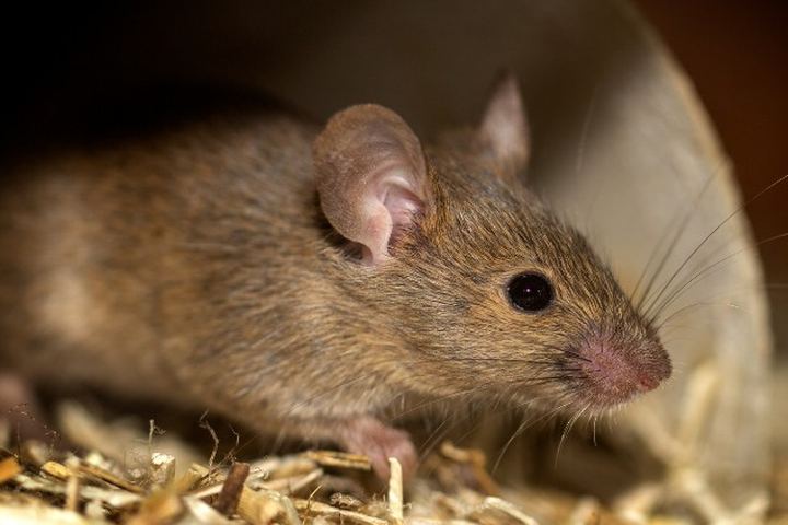 Ratón doméstico adulto de pelaje pardo entre virutas, con las orejas grandes y el hocico rosado bien visibles